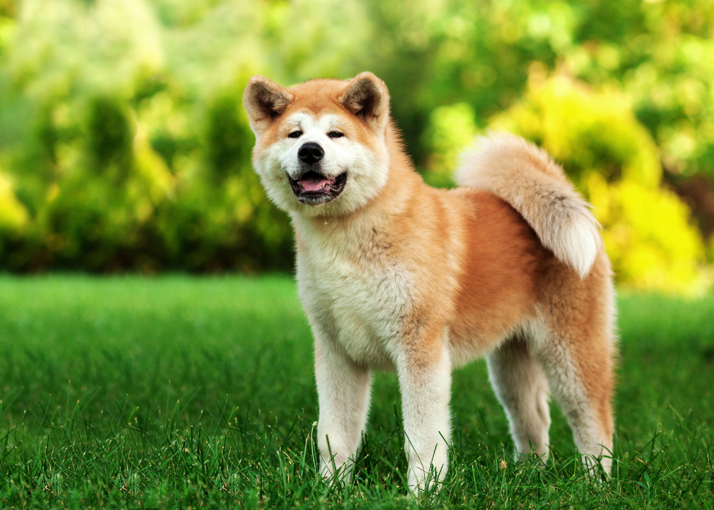 Akita Inu Conhe a Esta Ra a De C es E As Suas Carater sticas