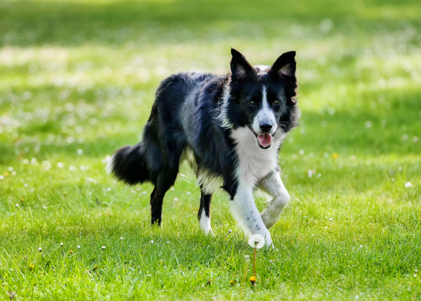 Border Collie Conhe a Esta Ra a De C es E As Suas Carater sticas