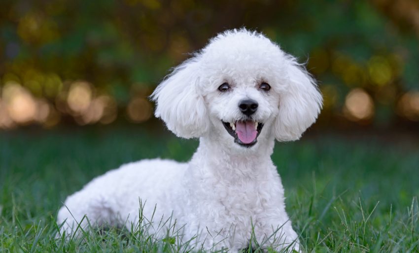 Caniche Ou Poodle Conheca Esta Raca De Caes E As Suas Carateristicas