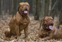 Dogue de Bordeaux: tudo o que precisa de saber sobre esta raça
