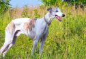 Galgo Inglês: tudo o que precisa de saber sobre esta raça