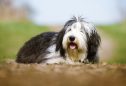 Old English Sheepdog: tudo o que precisa de saber sobre esta raça