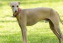 Galgo Italiano: tudo o que precisa de saber sobre esta raça
