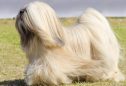 Lhasa Apso: tudo o que precisa de saber sobre esta raça