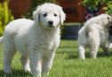 Kuvasz: tudo o que precisa de saber sobre esta raça