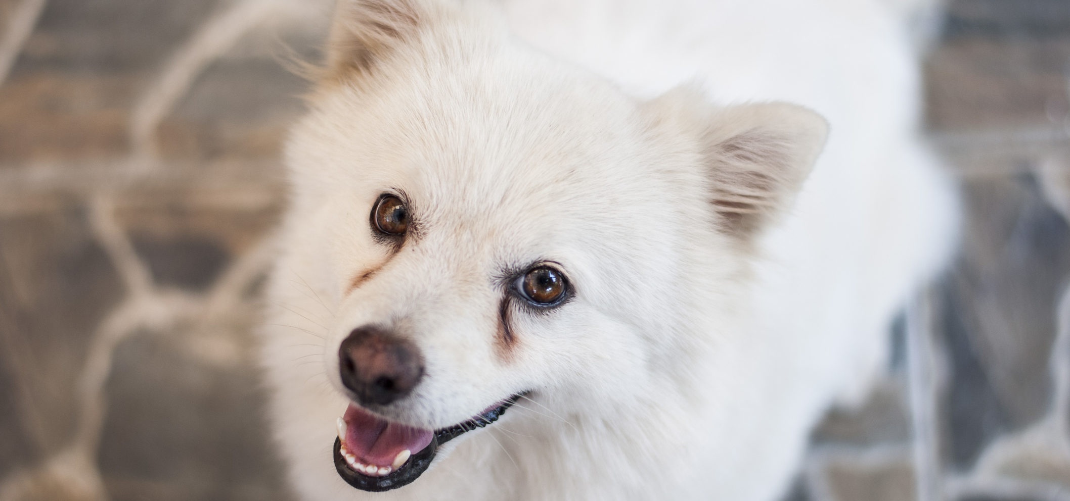 Lagrima acida caes tratamento Clearance