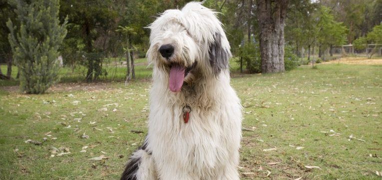 Old English Sheepdog
