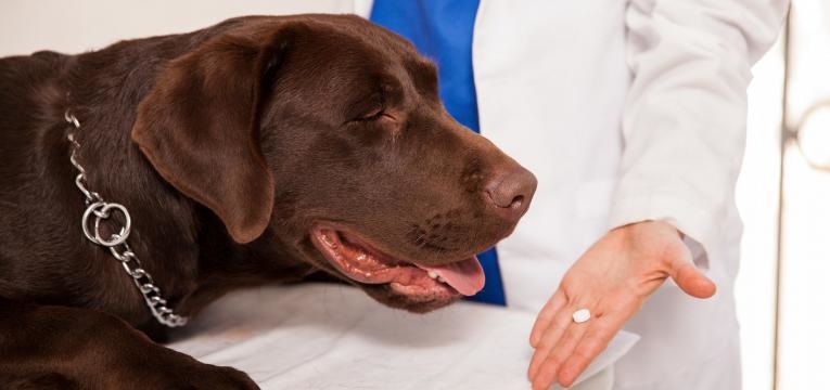 leptospirose cao a tomar antibiotico