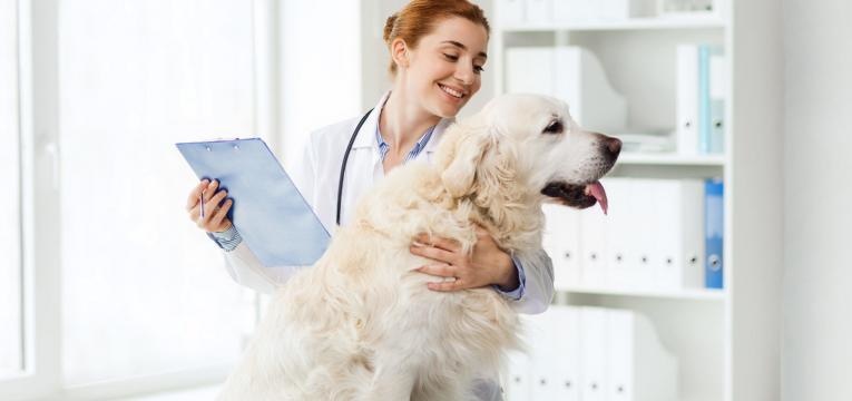 levar o cao a praia medica veterinaria a observar cao