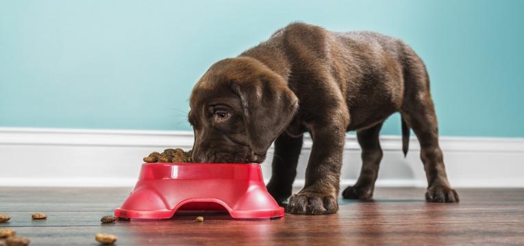 febre nos animais cao a comer secos