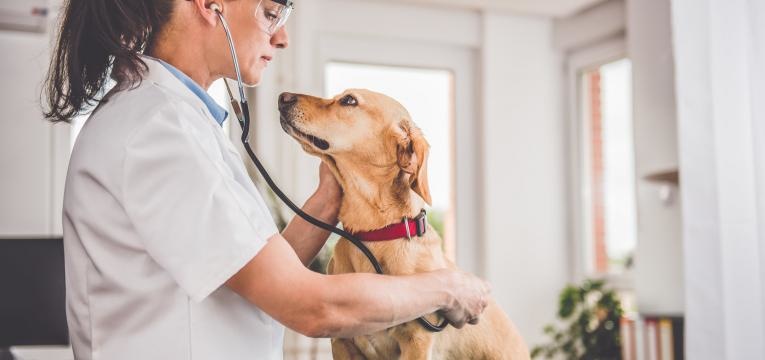 febre nos animais cao e veterinaria