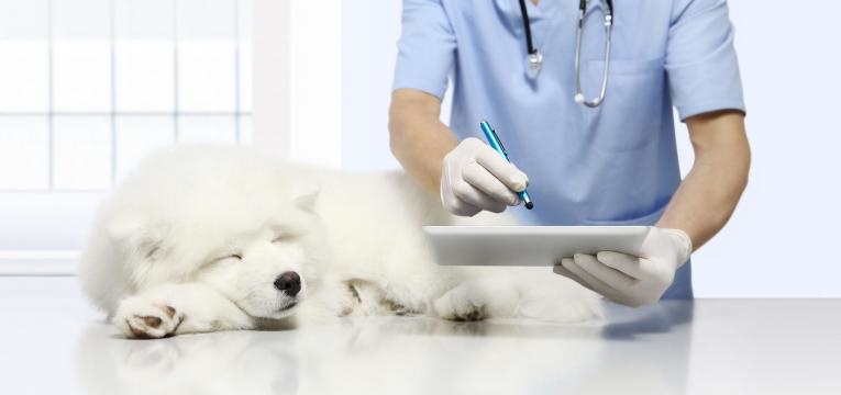 entropion preparacao cirurgia cao