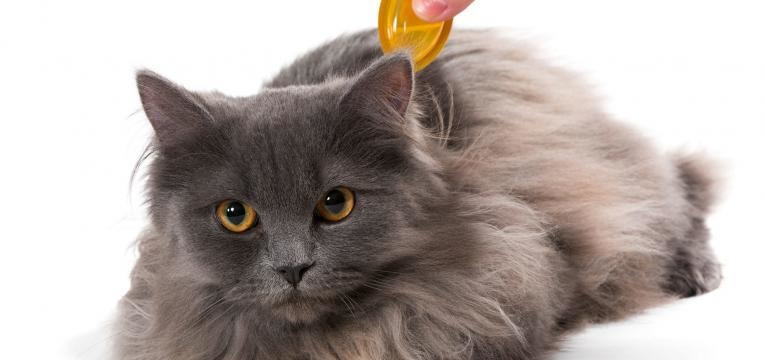 gatos e criancas desparasitacao externa