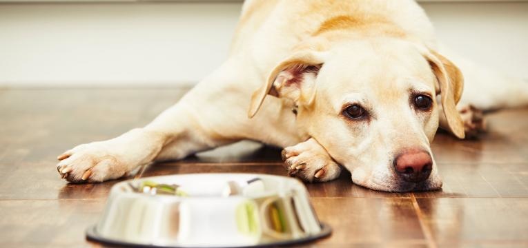 transicao da racao de caes e gatos cao sem comer a racao