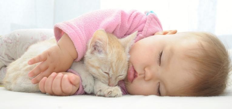gatos e criancas bebe a dormir com gato