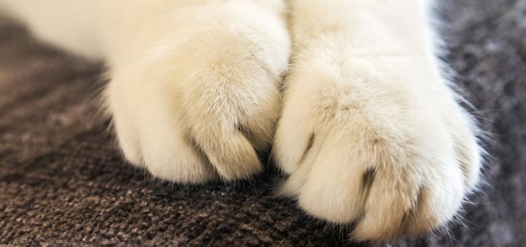 gatos e criancas unhas do gato