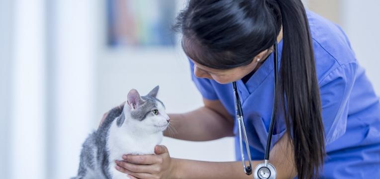 cuidar do gato em idade avancada gato no veterinario
