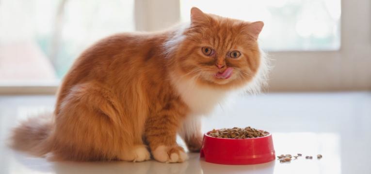 cuidar do gato em idade avancada gato a comer racao