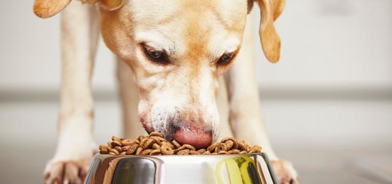 ma alimentacao cao caspa em caes