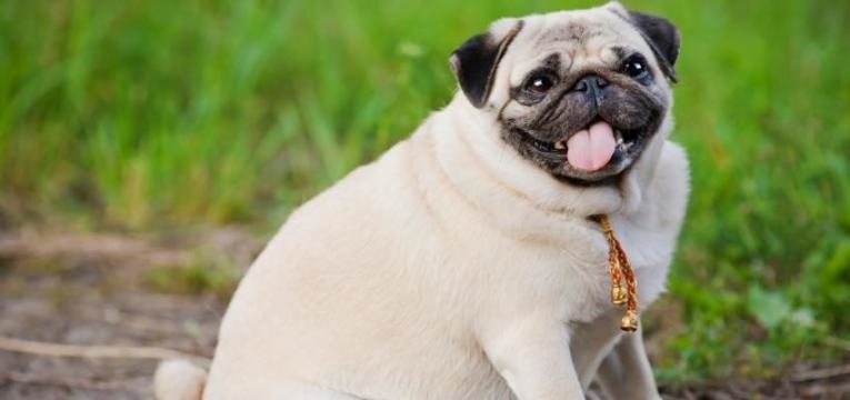 alimentacao saudavel do cao pug obeso