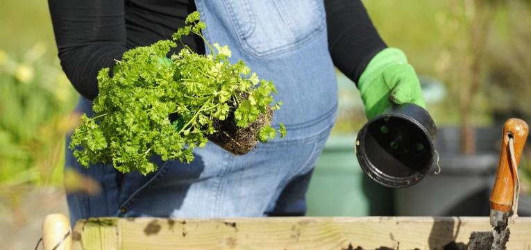 imune a toxoplasmose gravida jardinagem com luvas