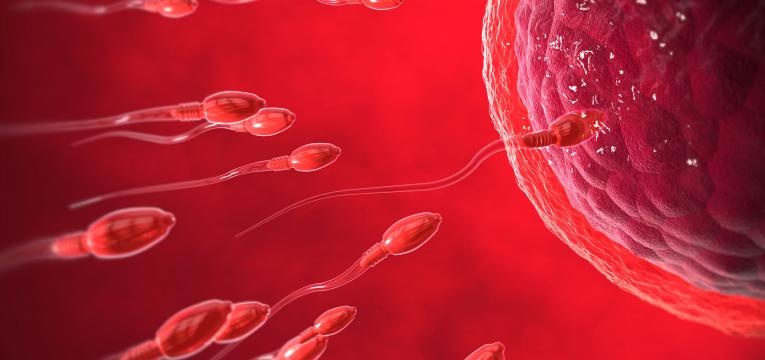 ovulacao ocorre a fecundacao espermatozoides