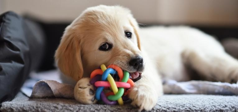 cao precisa de companhia cao com brinquedo