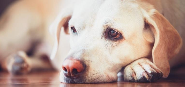 epilepsia em cães