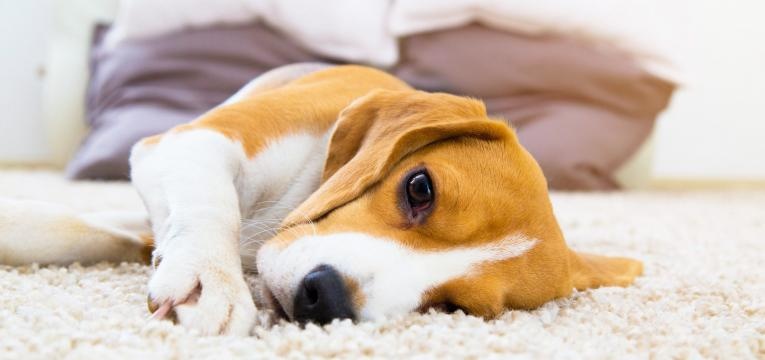 Doenças infeciosas em cães