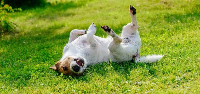 animais de estimacao e calor cao com carracas na relva