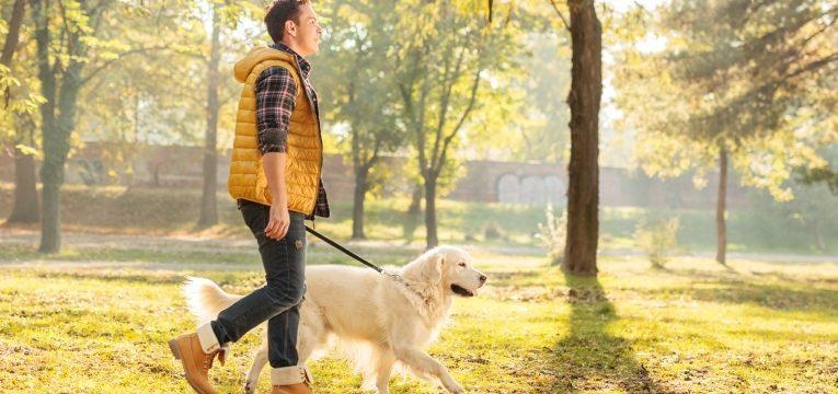 animais de estimacao e calor cao a passear na relva