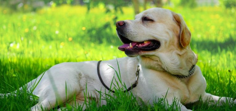 animais de estimacao e calor cao a sombra