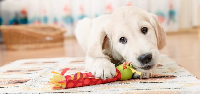 habituar o cao a ficar sozinho em casa cao com brinquedo