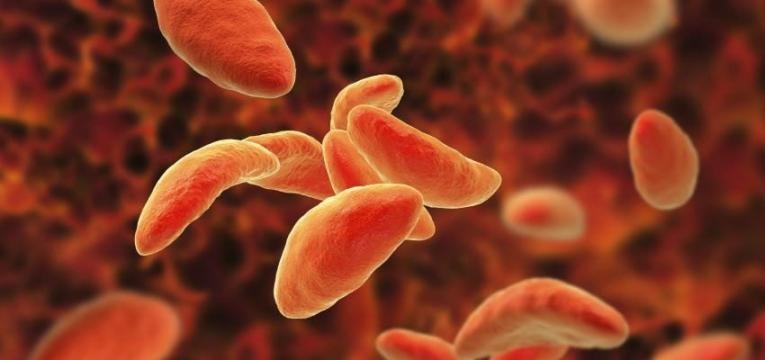 imune a toxoplasmose bacteria toxoplasma