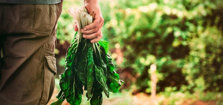 alimentos biologicos vantagens e desvantagens homem agricultor