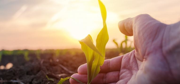alimentos biologicos vantagens e desvantagens biodiversidade