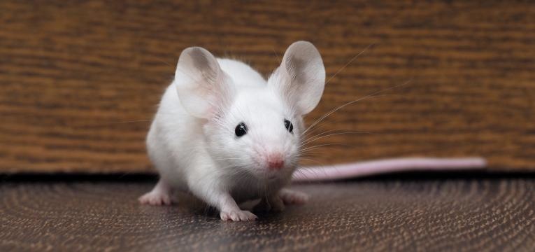 leptospirose rato
