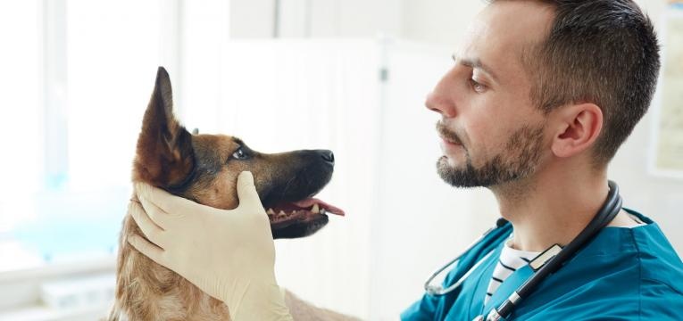 cao morde-se muito veterinario a observar cao