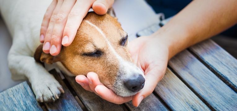 Doenças infeciosas em cães: Doença de Lyme