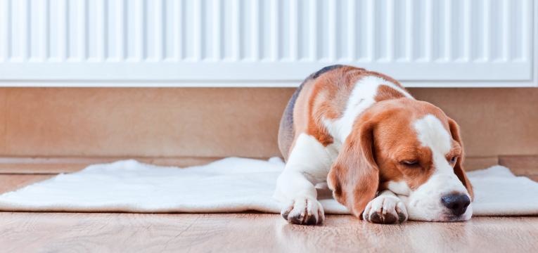 habituar o cao a ficar sozinho em casa cao a dormir em casa