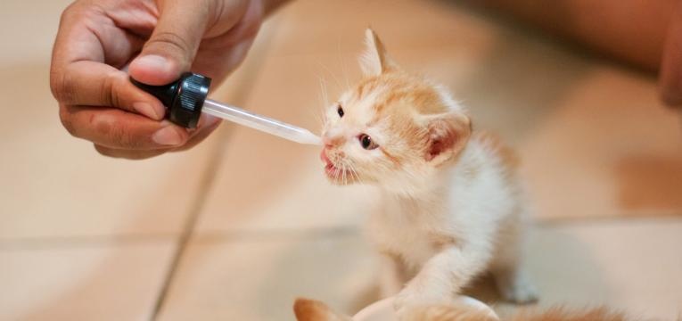 gatos podem beber leite gato bebe seringa