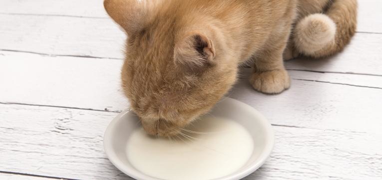 gatos podem beber leite gato a beber leite do prato