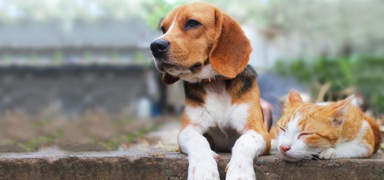 Registo e licenciamento de animais de companhia
