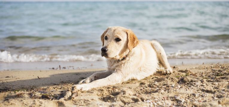 levar o cao a praia cao deitado na areia