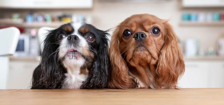 cao precisa de companhia dois caes juntos