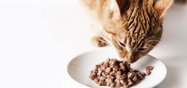 cuidar do gato em idade avancada gato a comer racao humida