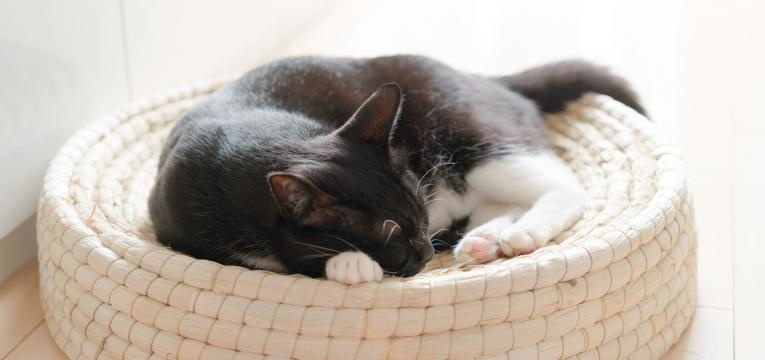 cuidar do gato em idade avancada gato no ninho