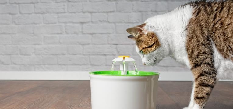 cuidar do gato em idade avancada gato a beber agua na fonte