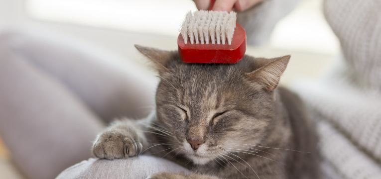 cuidar do gato em idade avancada escovar o pelo do gato