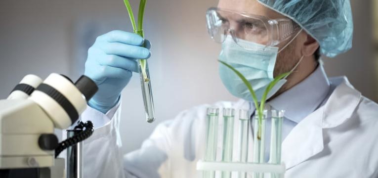 extracao de dna em plantas alimentos geneticamente modificados